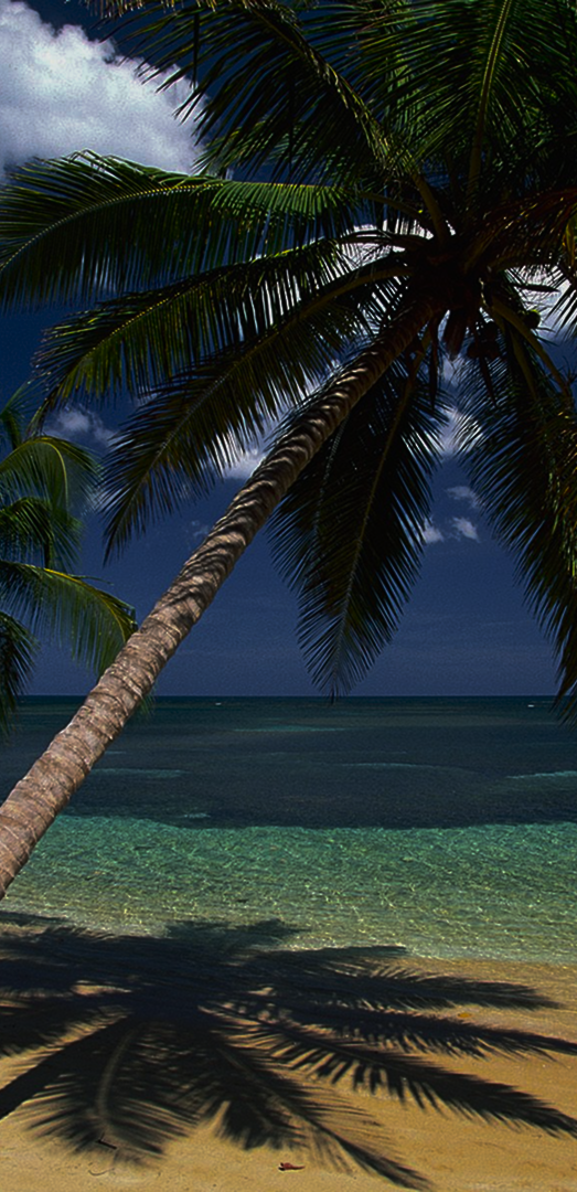 Coconut Oil